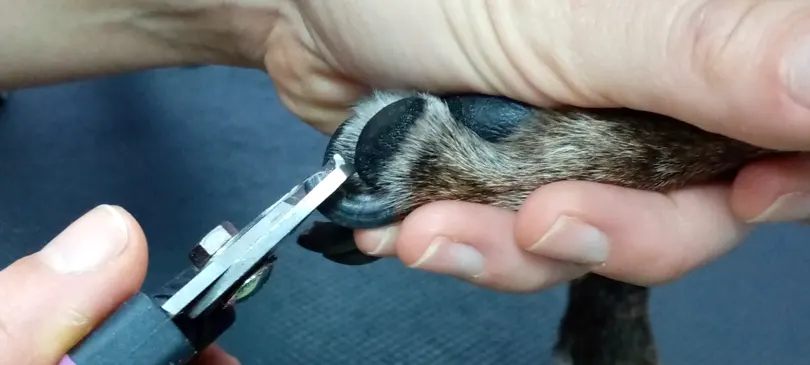 Como cortar las uñas a tu perro correctamente