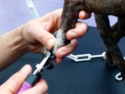 Fotografía del corte de uñas traseras de un perro