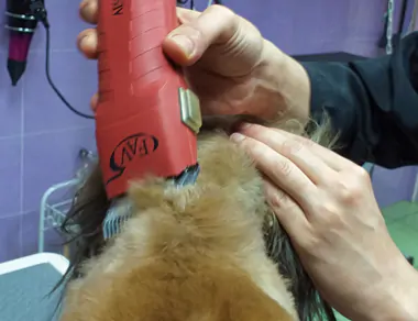 Corte a máquina en peluquería canina en Alicante