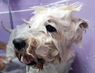 Lavando a un perro en Coquetos peluquería canina en Alicante