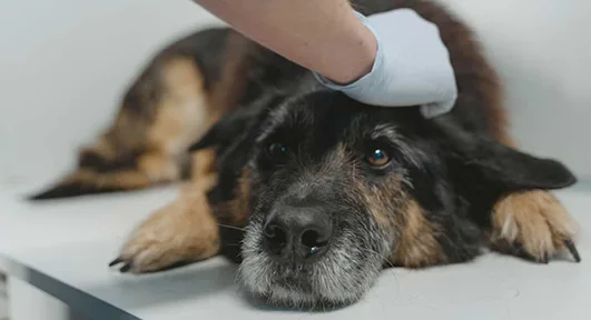 Mascota siendo acariciada en una clínica veterinaria