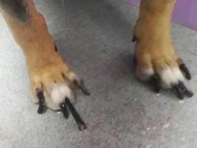 Fotografía de las uñas largas de un perro